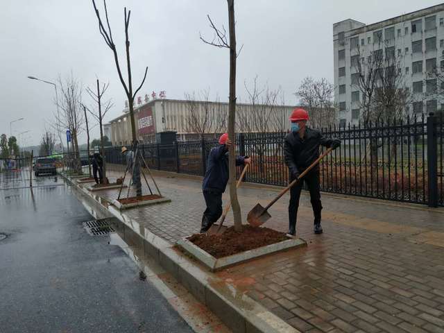 后勤管理处职工在志敏大道南侧辅路植树